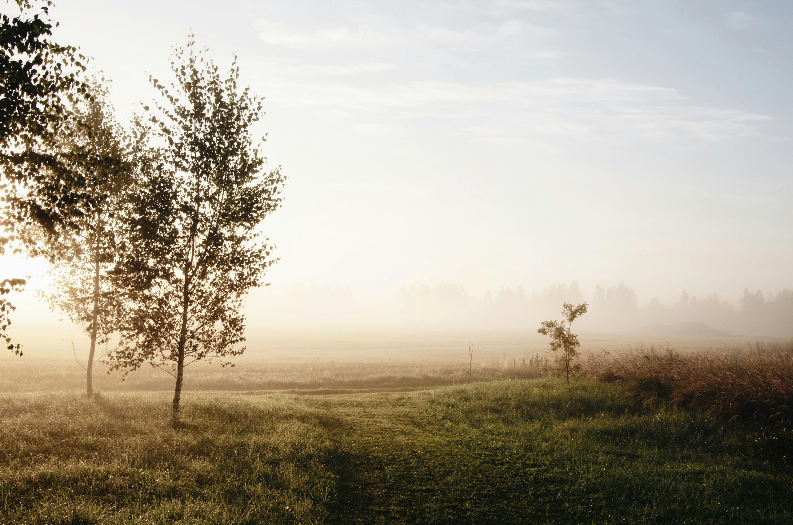 Sunlight filtering through morning mist over grassy field