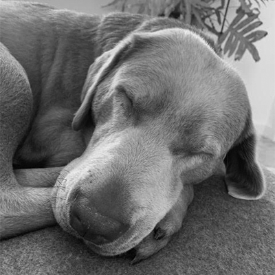 Meet Our Team - Lollipop