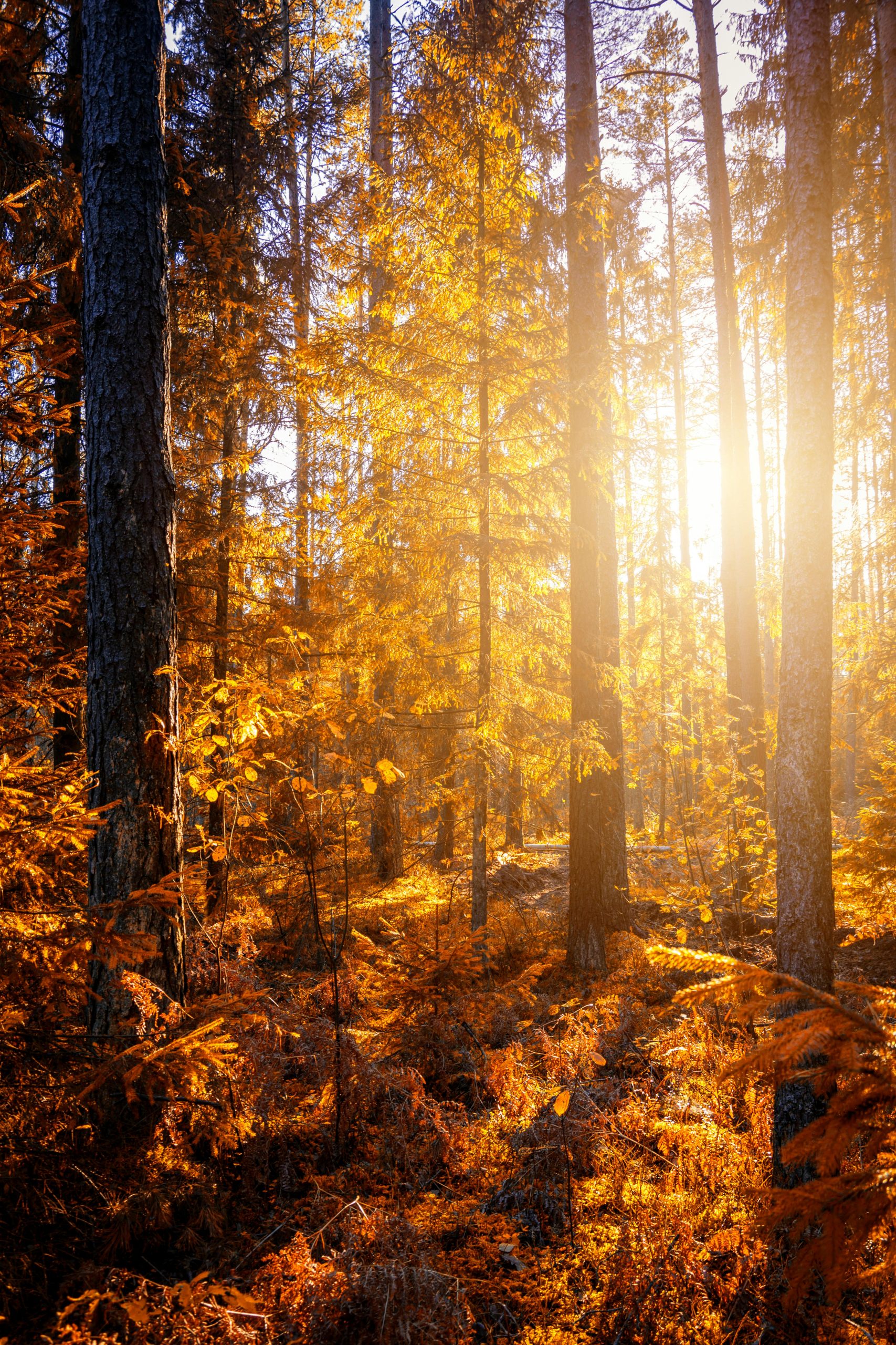 Autumn leaves and trees